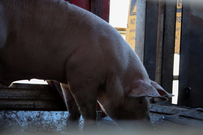 Pig inside of Transport Truck