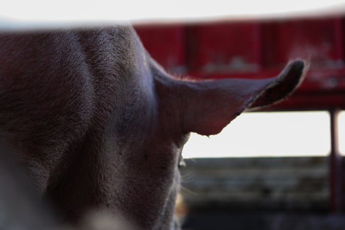 Pig inside of Transport Truck