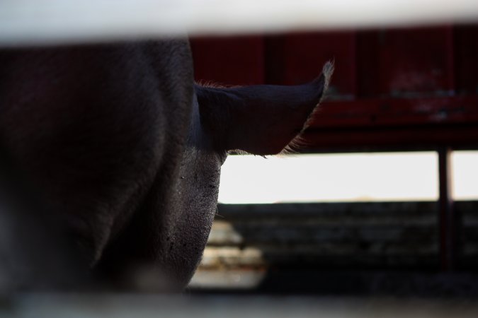 Pig inside of Transport Truck