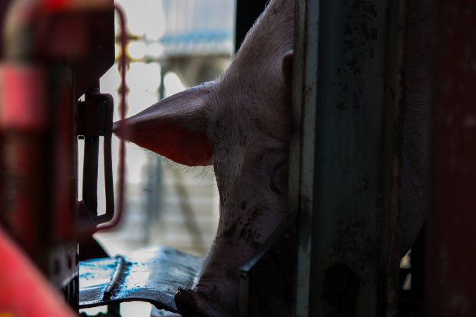 Pig attempting to get back into Transport Truck