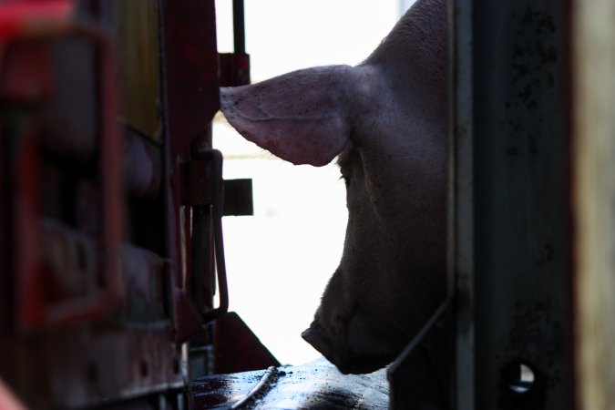 Pig attempting to get back into Transport Truck