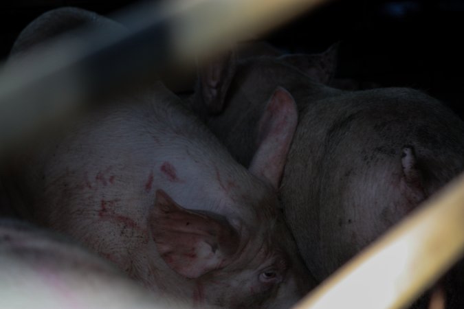 Pigs inside of Benalla