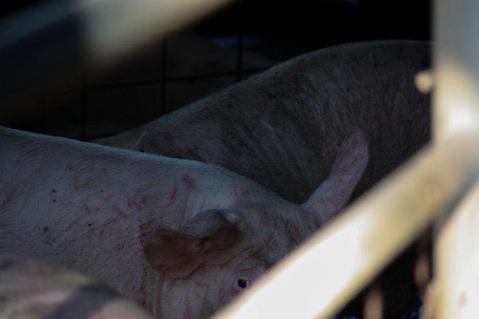 Pigs inside of Benalla