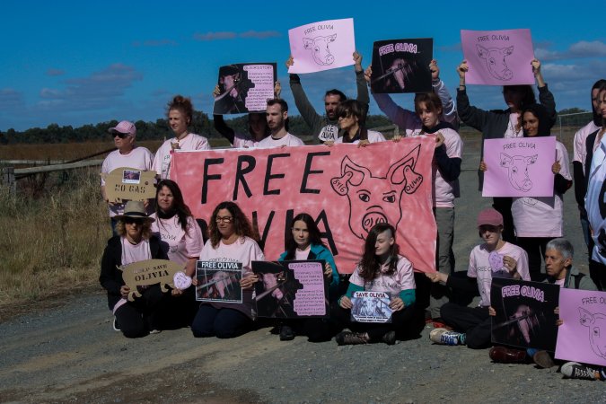 Animals Activists asking for the release of Olivia