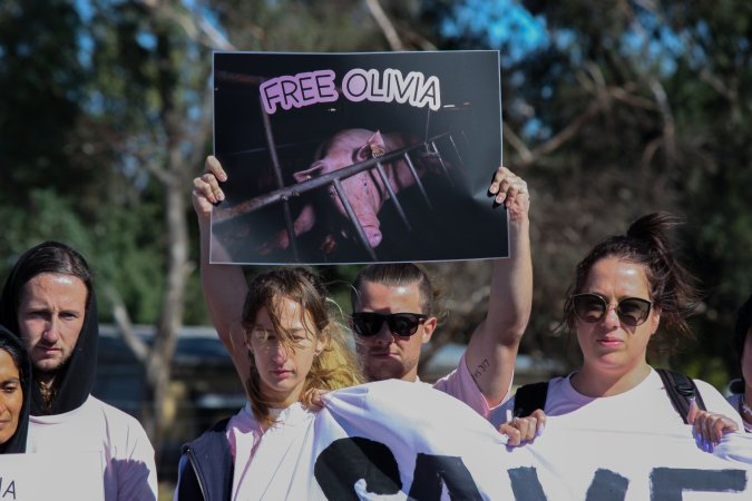 Animals Activists asking for the release of Olivia