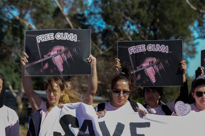 Animals Activists asking for the release of Olivia