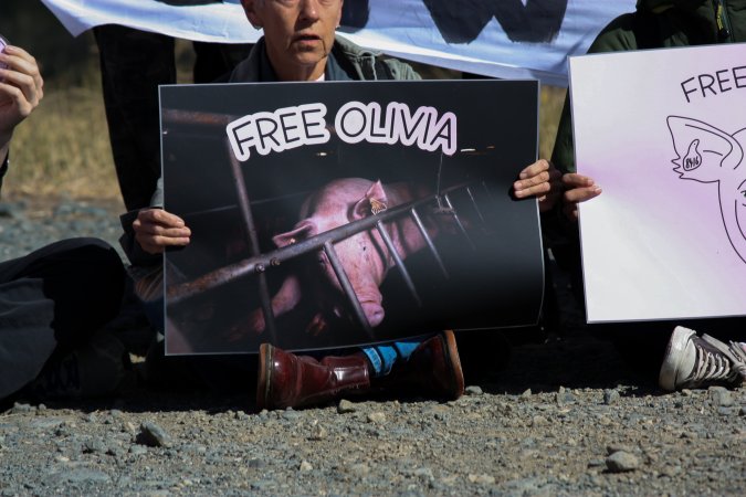 Animals Activists asking for the release of Olivia