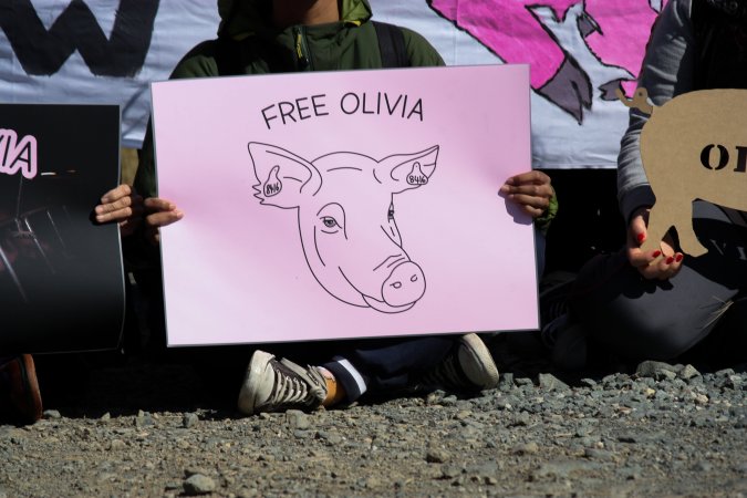 Animals Activists asking for the release of Olivia