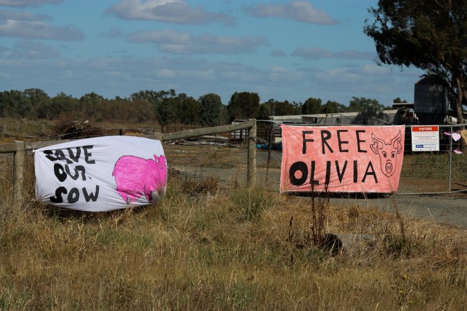 Animals Activists asking for the release of Olivia