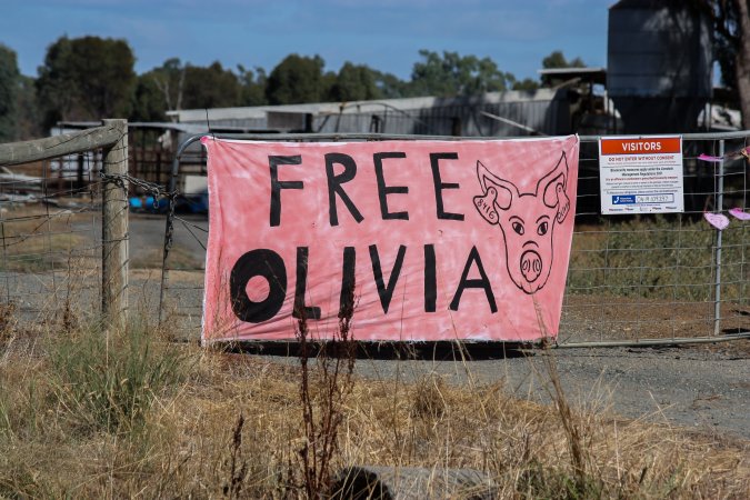 Animals Activists asking for the release of Olivia