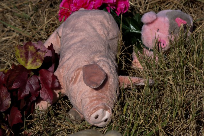 Memorial outside of Midland Bacon