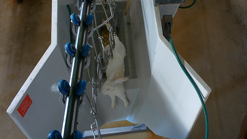 Rabbit tries to avoid entering the electrified stun bath