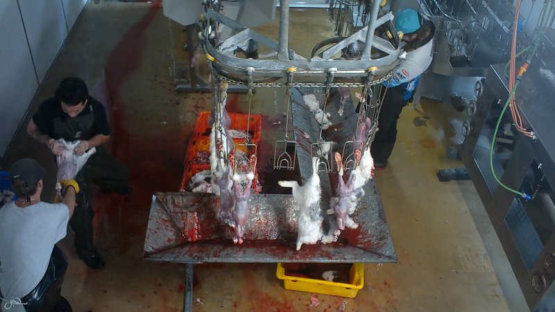 Workers pull the skin off a slaughtered rabbit