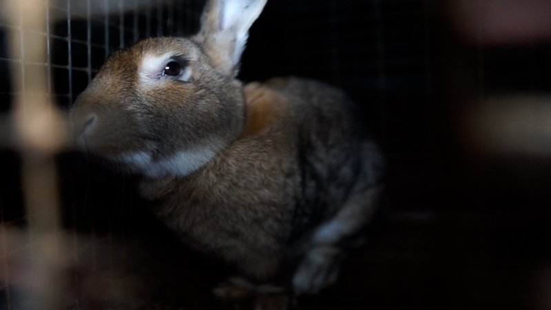 Brown rabbit in a cage