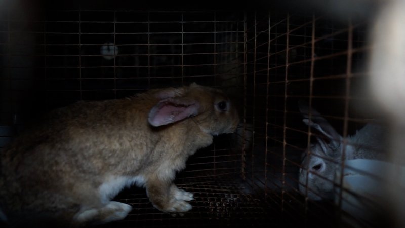 Rabbits in cages