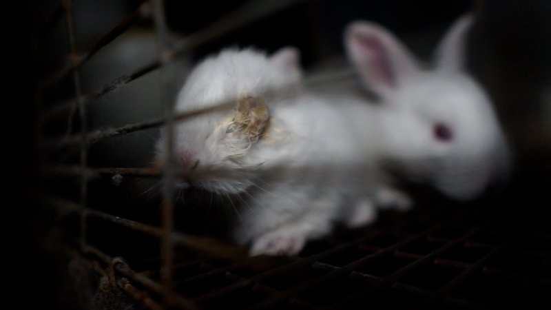 Caged baby rabbit with missing eye