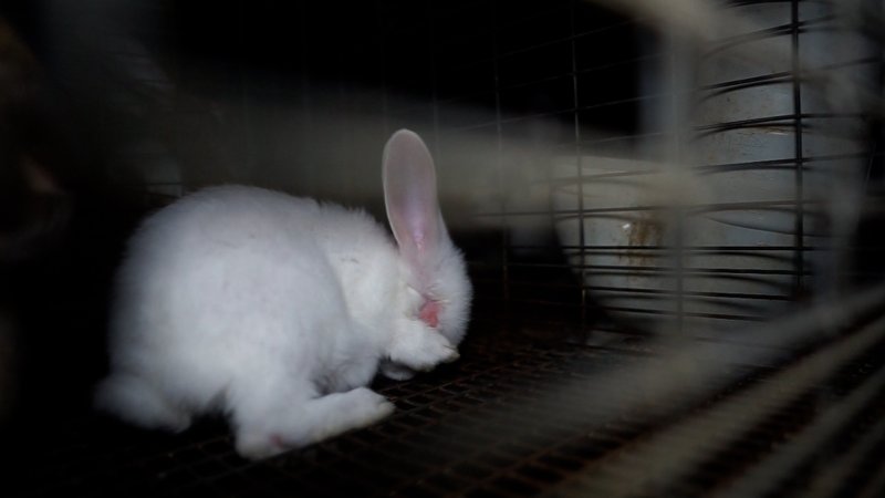 Caged rabbit scratches at their missing eye