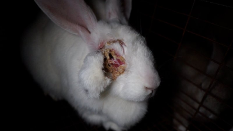 Caged rabbit with badly damaged, infected eye
