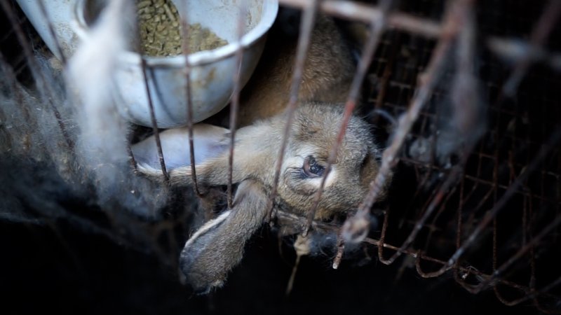 Dead rabbit in cage