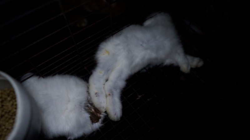 Dead rabbits in cage