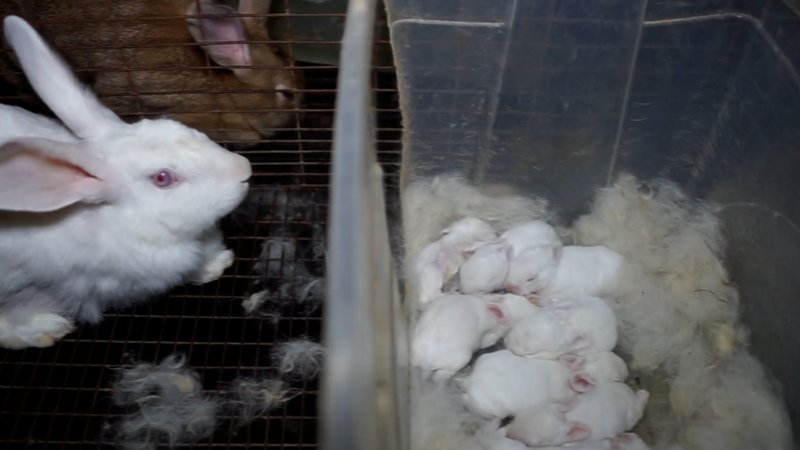 Caged doe rabbit with several kits