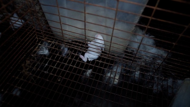 Rabbit kit stuck in cage wire