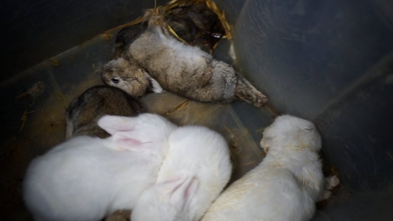 Young rabbits in a container with dead ones