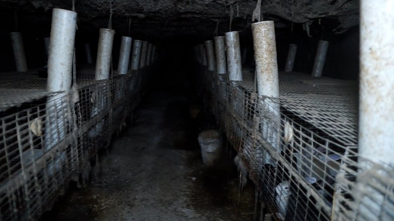 Aisle of a caged rabbit farm