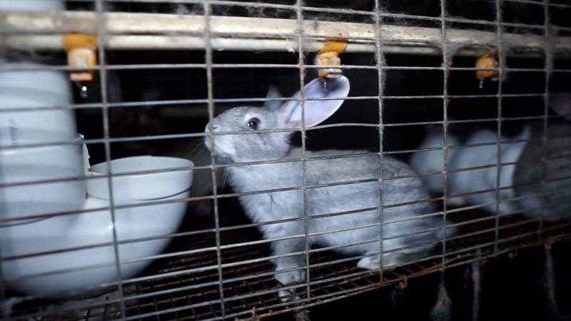 Grey rabbit in a cage
