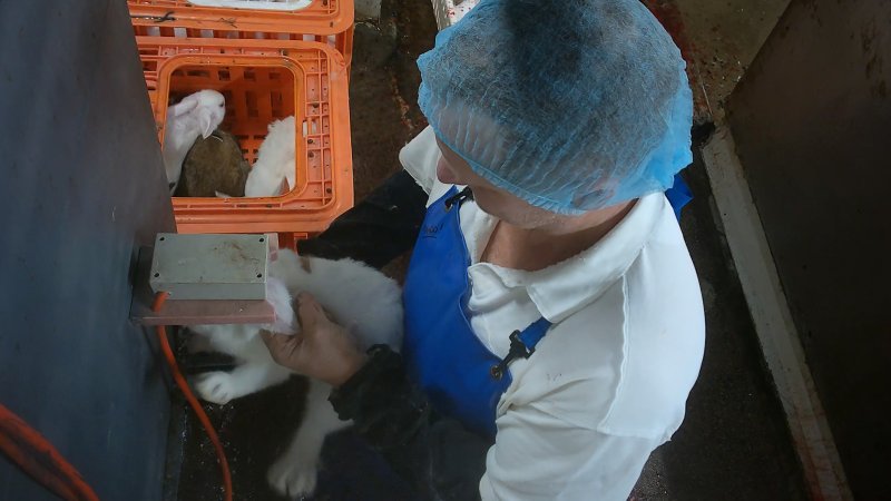 Rabbit's head jabbed into electrified prongs before slaughter