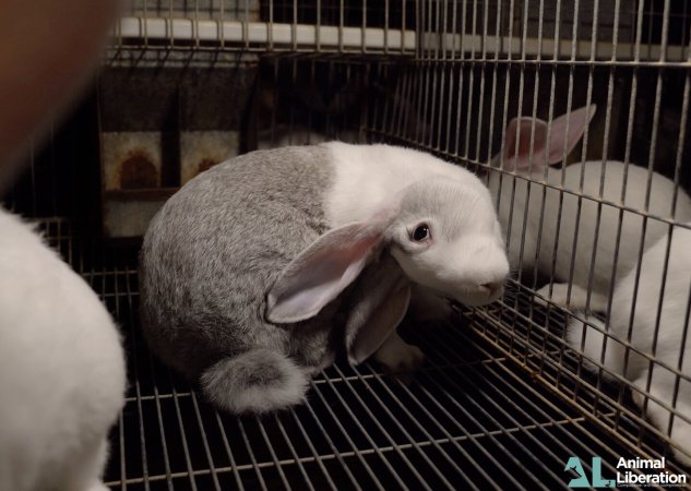 Rabbit farming