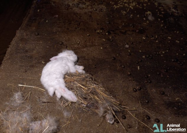 Rabbit farming