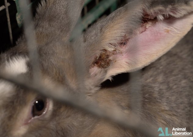 Rabbit farming