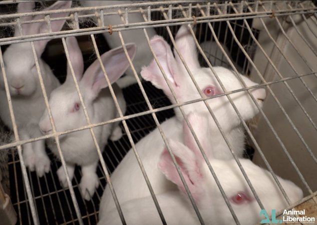 Rabbit farming