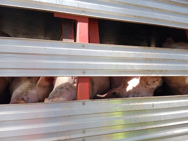 Pigs on a truck outside Benalla Slaughterhouse
