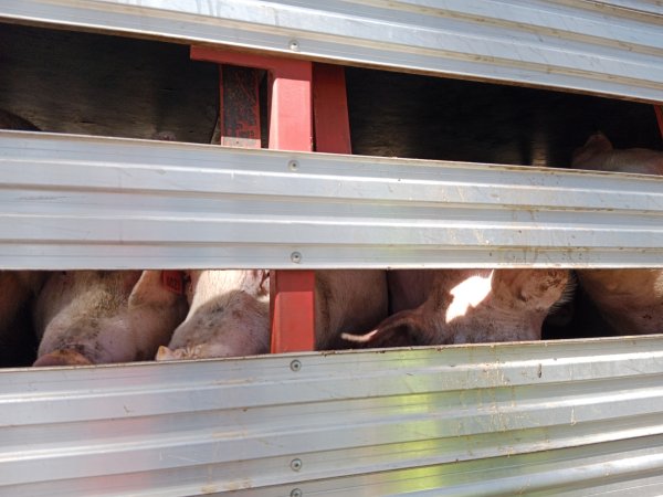 Pigs on a truck outside Benalla Slaughterhouse