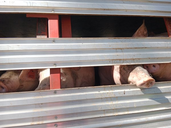 Pigs on a truck outside Benalla Slaughterhouse