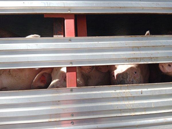 Pigs on a truck outside Benalla Slaughterhouse