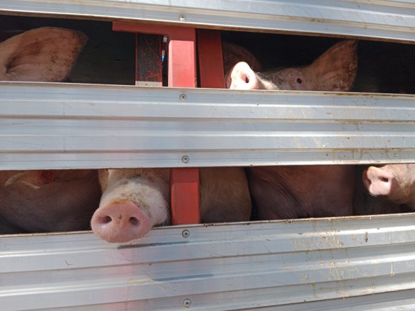 Pigs on a truck outside Benalla Slaughterhouse