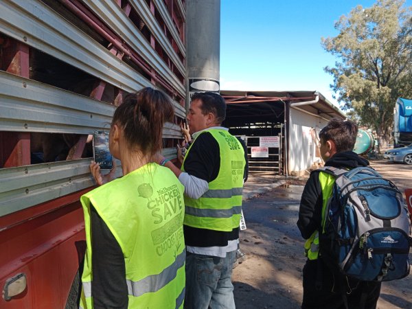 Animal rights advocates bearing witness to pigs being unloaded off truck outside Benalla Slaughterhouse