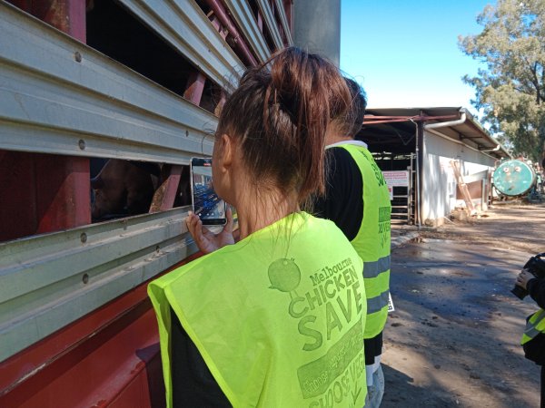 Animal rights advocates bearing witness to pigs being unloaded off truck outside Benalla Slaughterhouse