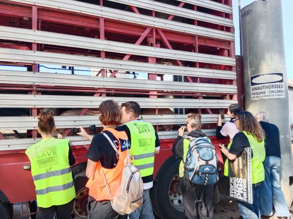 Animal rights advocates bearing witness to pigs being unloaded off truck outside Benalla Slaughterhouse