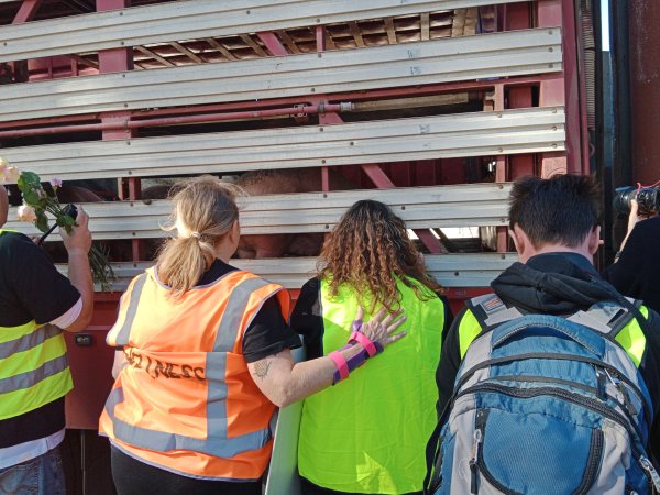 Animal rights advocates bearing witness to pigs being unloaded off truck outside Benalla Slaughterhouse