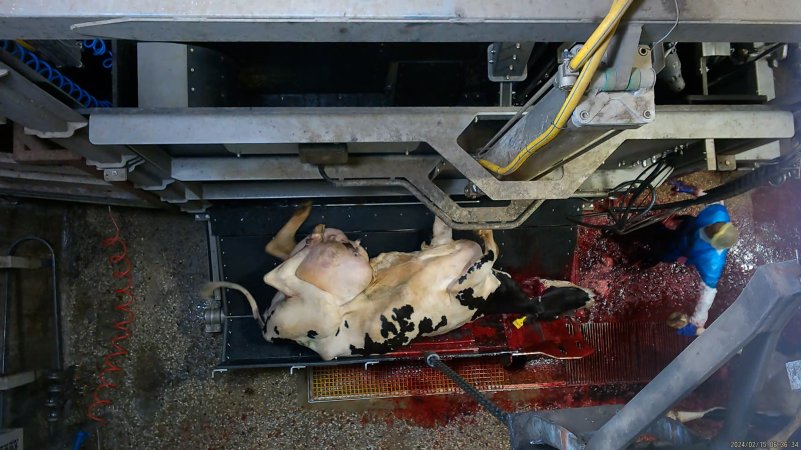 Dairy cow with large udder kicks on sticking bench, throat cut open