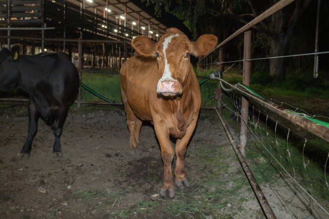 Cows in the holding pens