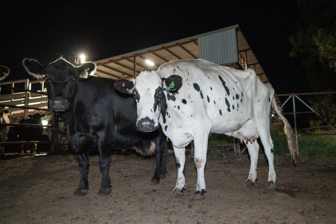 Cows in the holding pens