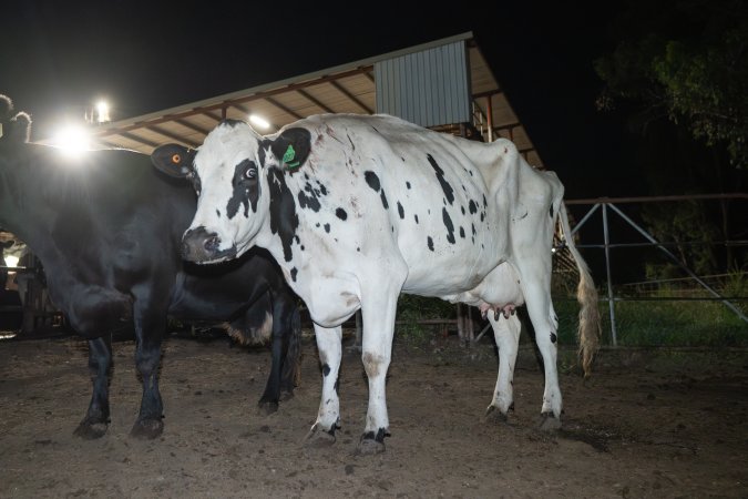 Cows in the holding pens