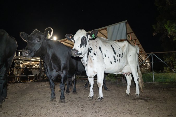 Cows in the holding pens