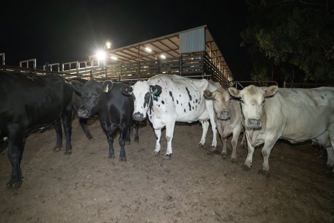 Cows in the holding pens