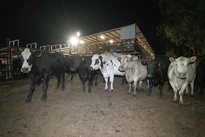 Cows in the holding pens